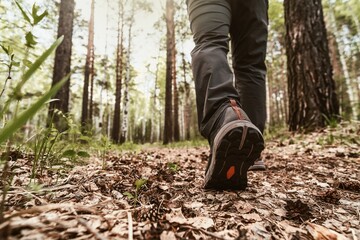 Walk in the forest 