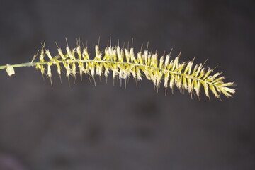 Grass with beautiful texture of seed containing flower.