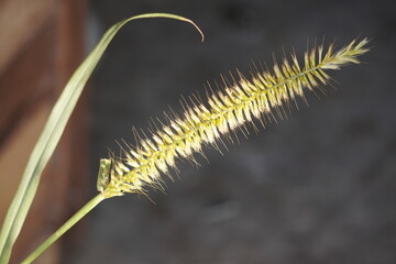 Grass with beautiful texture of seed containing flower.