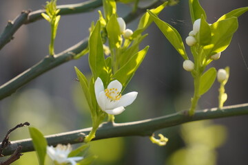 Mandarin orange flowers with young healthy leaves.