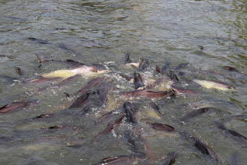 Many fish in the water. Freshwater fishing