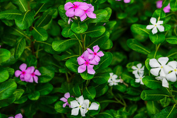 White and Pink Madagascar Periwinkle Flowers