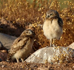 Juvenile Burrowing Owls at Sunrise 