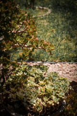 A close-up of a potted succulent plant with thick, fleshy leaves for landscaping or as an aesthetic element in garden design.