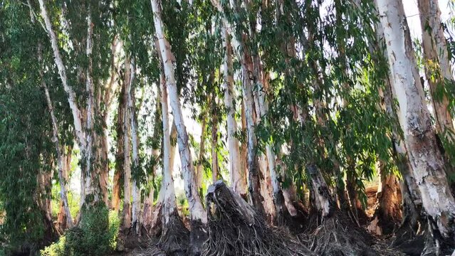 Row of cajuput trees in the morning 4k video