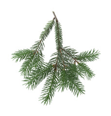 Green pine tree branch isolated on white