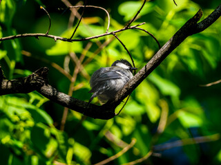 枝にとまるシジュウカラ