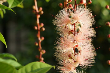 朝日を浴びるサガリバナ
