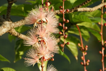 朝日を浴びてイキイキ♪サガリバナ
