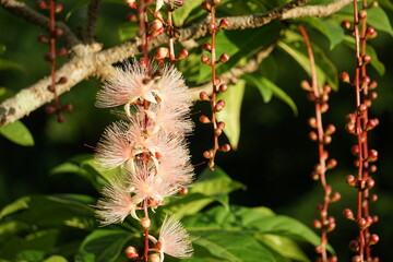 早朝、サガリバナの開花
