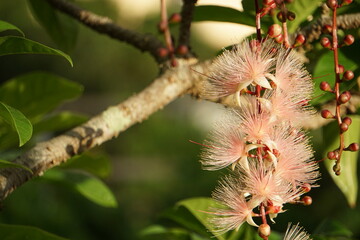 落ちてしまう前にサガリバナの花。
