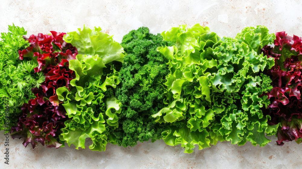 Aufkleber a row of different types of lettuce is displayed on a counter. the variety of colors and textures cr
