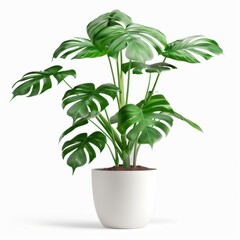 Fototapeta premium A Large Monstera in a white pot, no shadow, isolated on white background