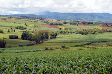landscape of agriculture field in the mountain