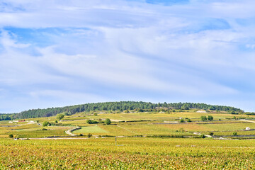 포도,포도밭,본,브르고뉴,프랑스 © Asian Portrait Image