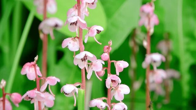 【山野草】ベニバナイチヤクソウ（紅花一薬草）：Pyrola asarifolia ssp. incarnata　240615-1