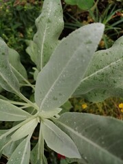 水玉