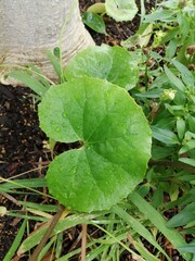 水玉