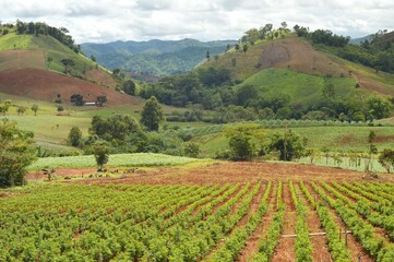 landscape of agriculture field in the mountains