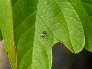 葉の上に乗るアシナガキンバエ