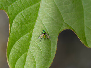 葉の上に乗るアシナガキンバエ