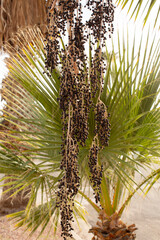 Seeds hanging down low from a Mexican Fan Palm