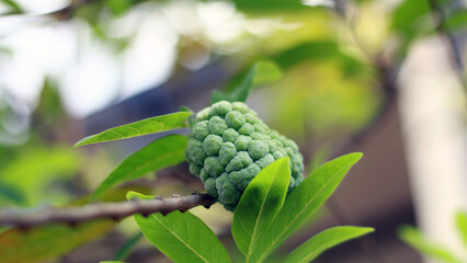 Sugar apple or sweetsop growing on tree in the garden.