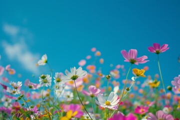 A field of flowers with a blue sky in the background