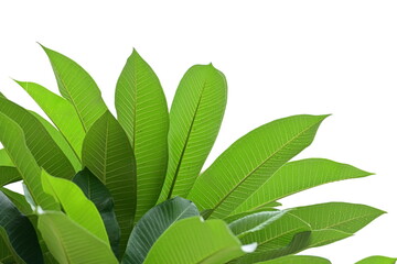 beautiful green leaf texture in springtime, water drop on frangipani leaves
