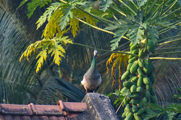 Peacock at the top of the roof