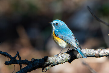 red-flanked bluetail