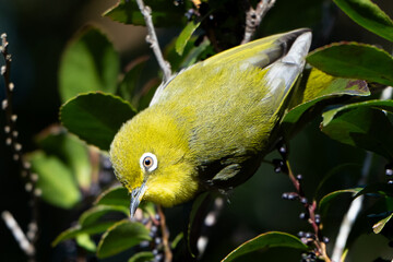 japanese white-eye