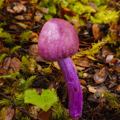 Purple Fungi (Cortinarius sp.) in the forest