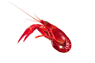 boiled Asian Food Spicy crawfish isolated on white background.