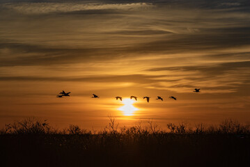 Everglades Sunset