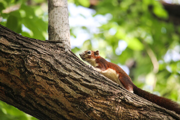 squirrel on a tree