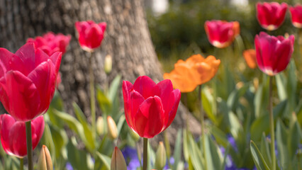 Obraz premium Close-up of red tulips blooming outdoors in spring, photographed in Shanghai, China