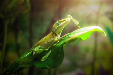 Damselfly on the nose of an anole lizard resting on a leaf