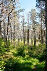 forest in autumn