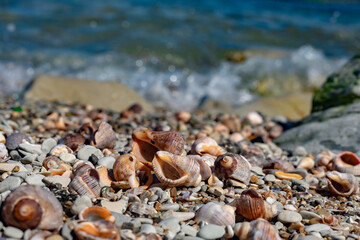 Rapana shells on sand against the background of the sea