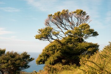 Tecticornia arbuscula, big shrubby glasswort tree