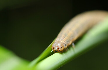 イネ科植物とキヨトウ属「サザンウェインスコット・モス」蛾の幼虫頭部（自然光＆ストロボ・マクロ接写）