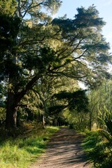 hiking path in the A H Reed Memorial Park