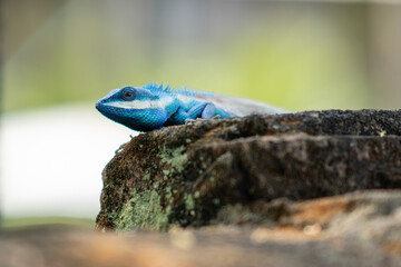 Blue chameleon on a tree in Thailand's tropical.