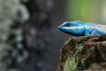 Blue chameleon on a tree in Thailand's tropical.
