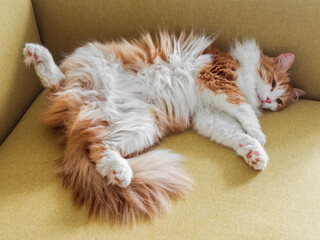 Funny red-haired cat sleeps comfortably on a yellow sofa