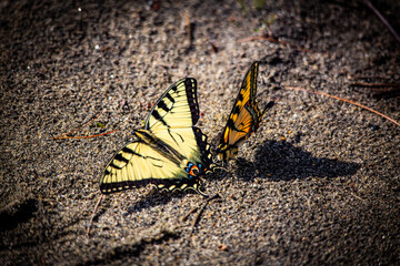 butterfly on the ground