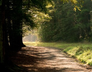 Obraz premium hiking path in the A H Reed Memorial Park