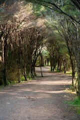 Fototapeta premium hiking path in the A H Reed Memorial Park