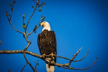 bald eagle on branch